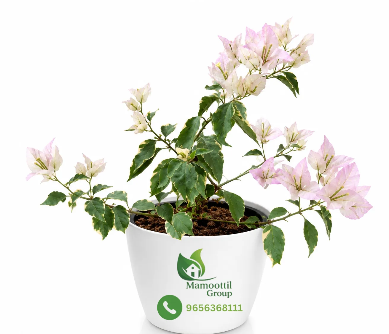 Sanderiana White Profile